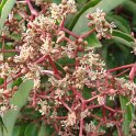 Parthenocissus henryana fleur